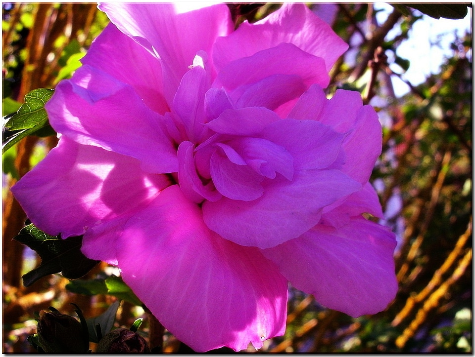 Close up summer garden