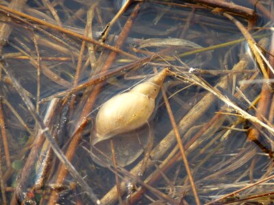 Shell water close up