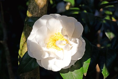 Bush tree nature