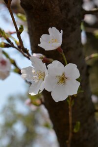 White cherry blossom spring