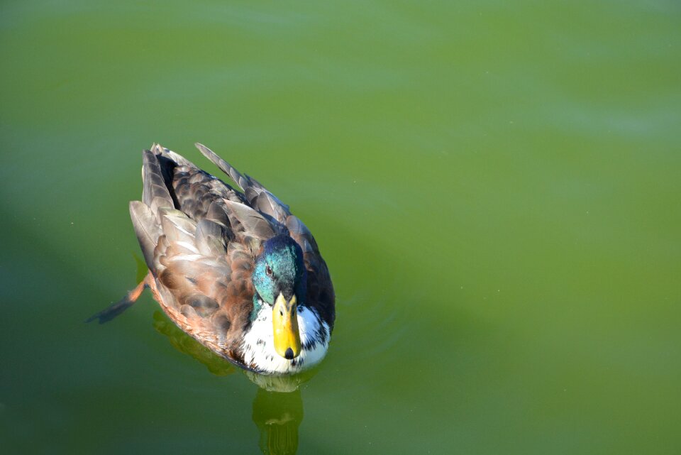 Duck pond water