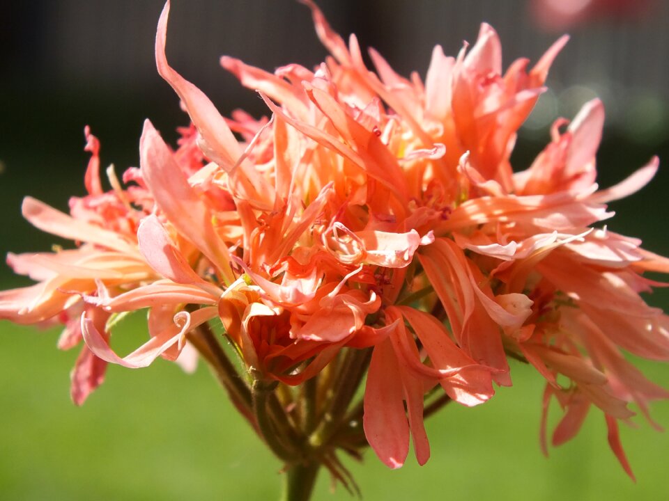Spring plants wild