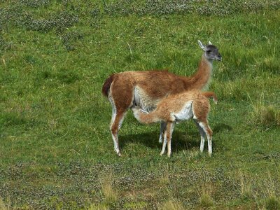 Landscape nature animal