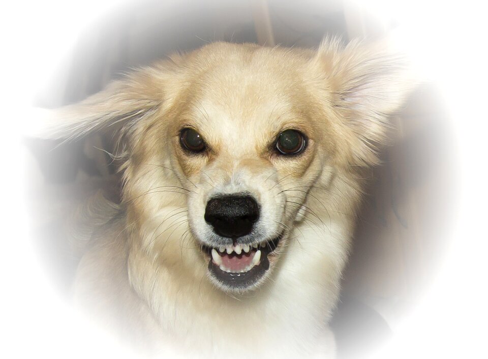 Dog the most obvious pet