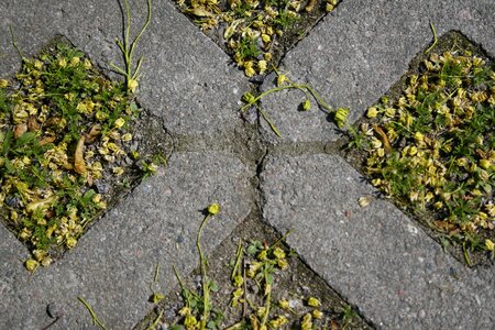 Grass bricks tick