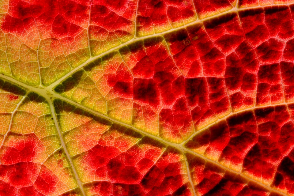 Vine emerge close up