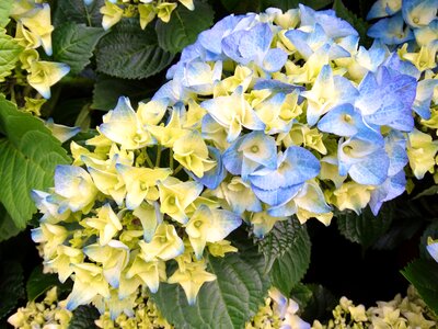 Yellow blue hydrangea photo