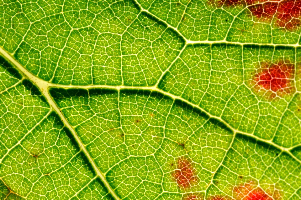 Vine emerge close up