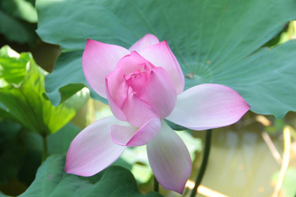 Spring park flower