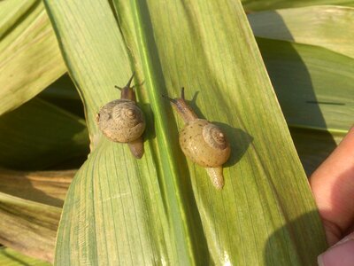 Snails race right right