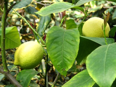 Citrus green lemon photo