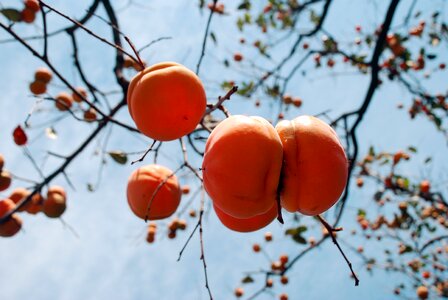 Persimmon autumn fruit