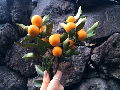 Kumquat kkingkkang factory