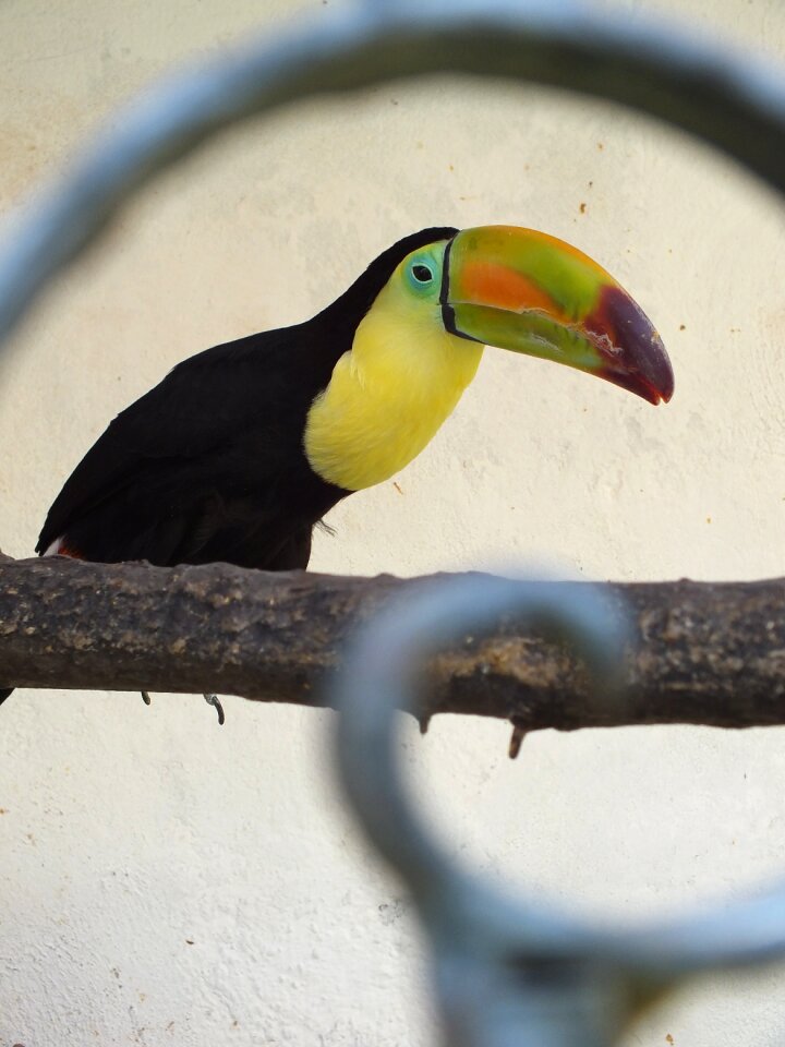 Black animal pet