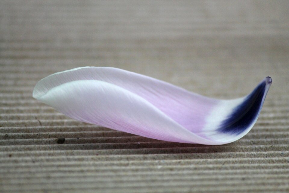 Blue violet close up