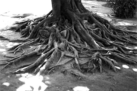 Roots black and white photo