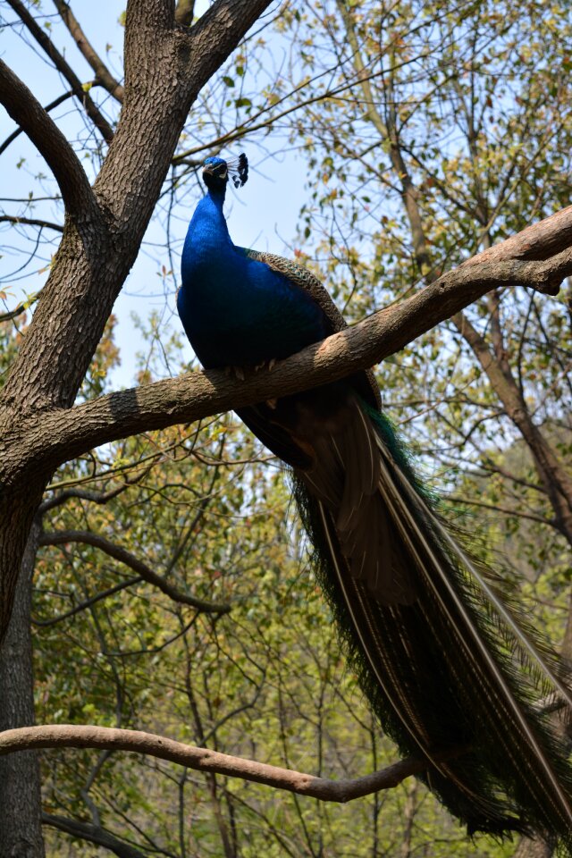 Peacock peacock tree bird