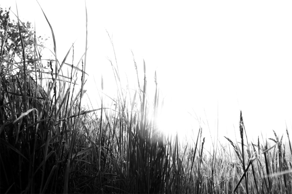 Field agriculture