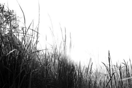 Field agriculture