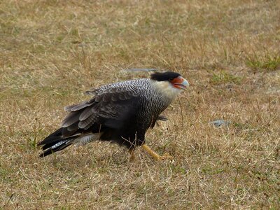 Torres del paine national park animal