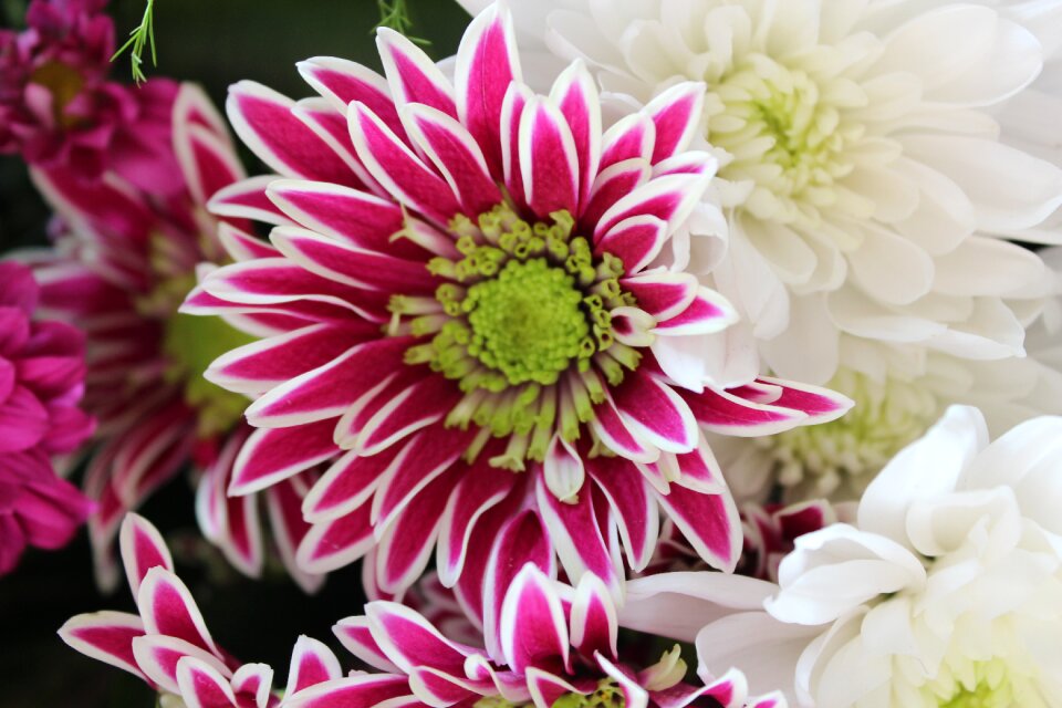 Beautiful cheerful flowers