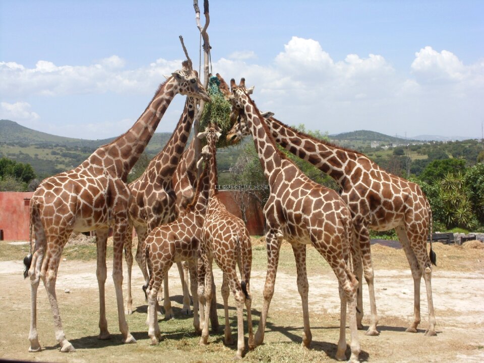 Nature wildlife park
