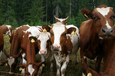 Cows mosquitoes look
