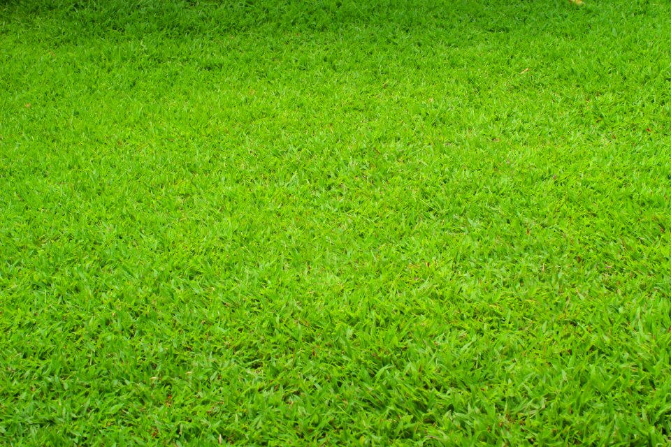 Grass grassland material photo