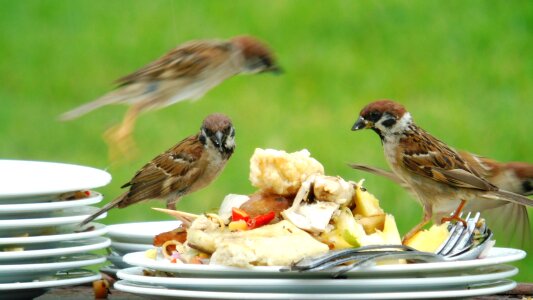 Sparrow party crowded