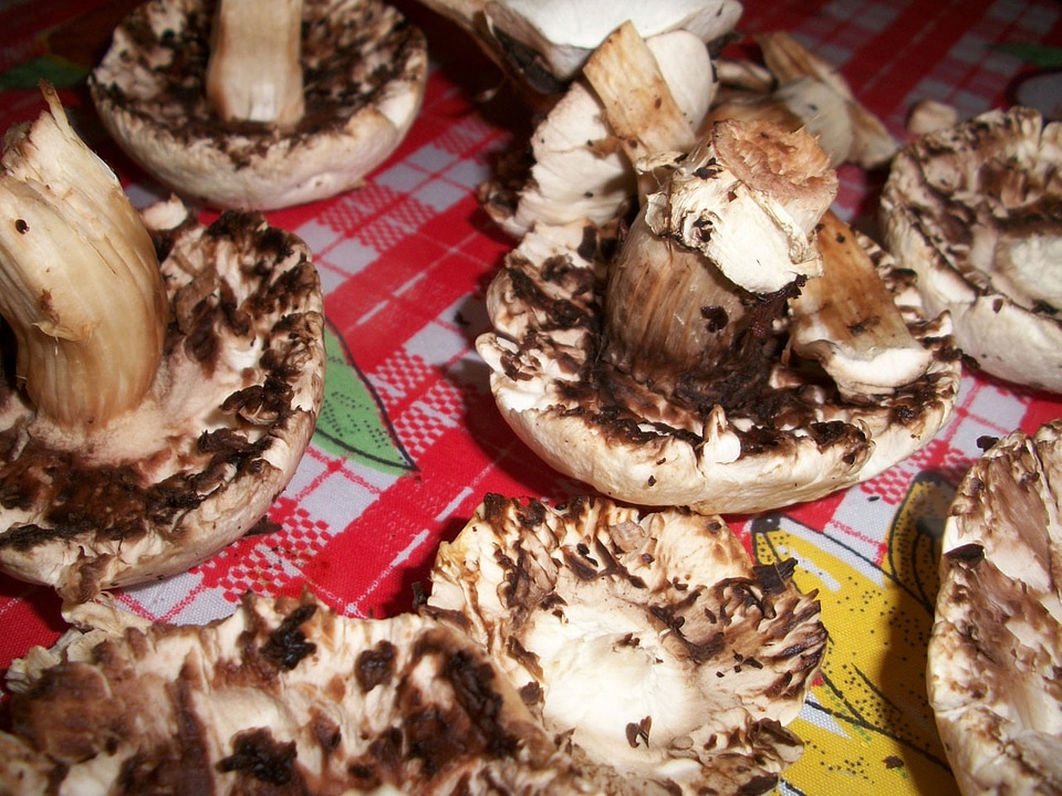Plucked harvested edible