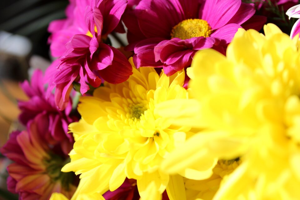 Beautiful cheerful flowers