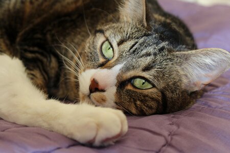 Tiger green eyes