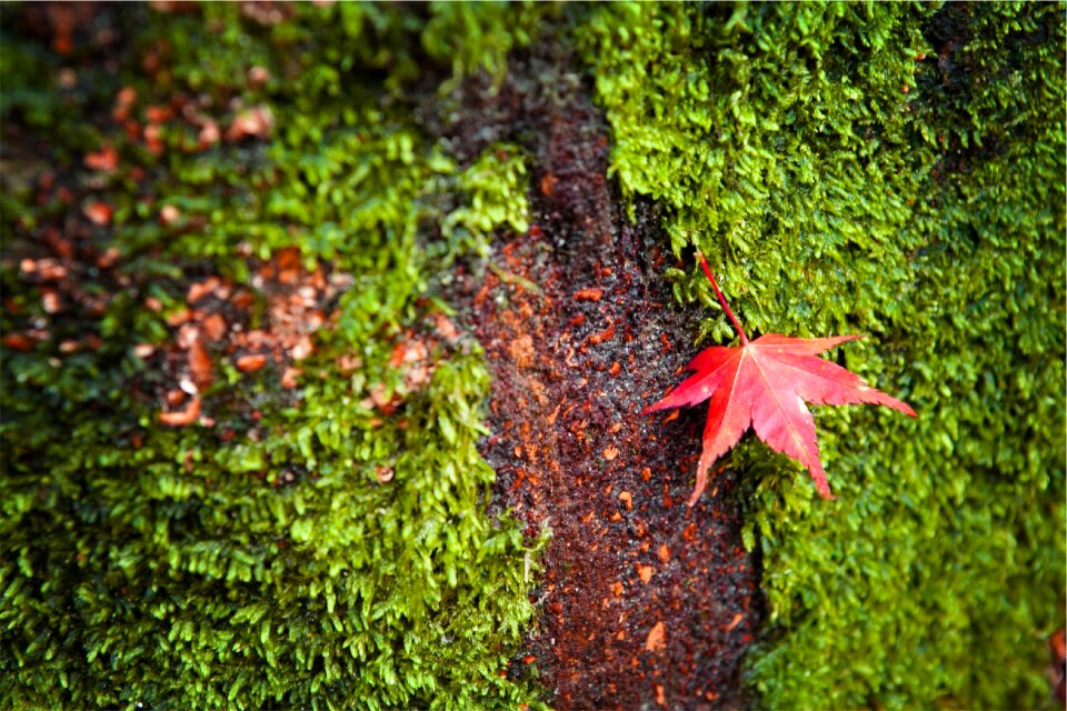 Autumn red fall