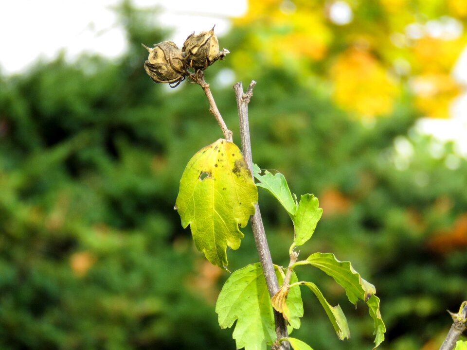 Withered nature plant