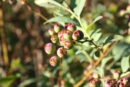 Green blueberries blueberry bush photo