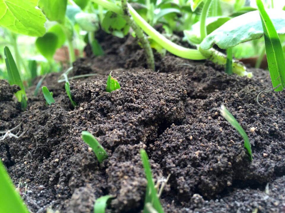 Plant gardening