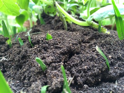 Plant gardening