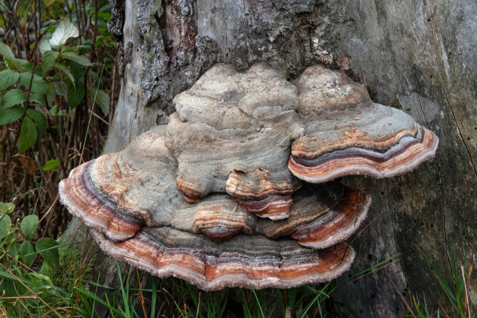 Log nature mushroom
