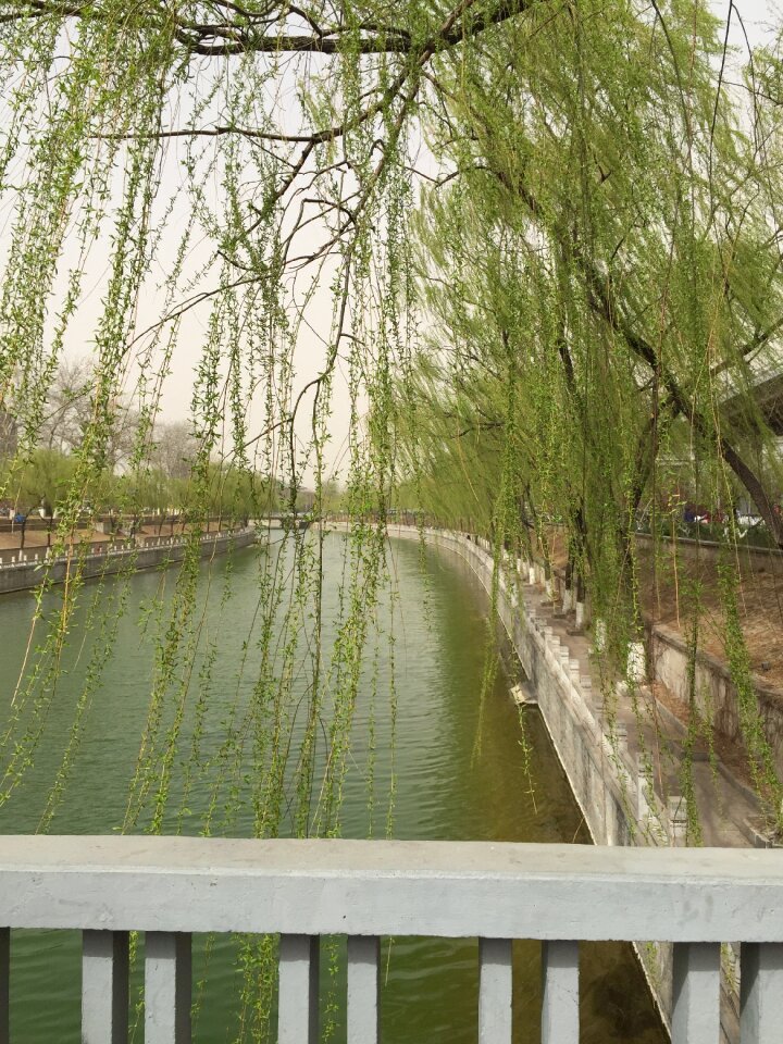 Green willow running water