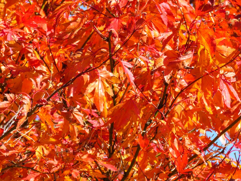 Autumn orange tree orange leaf