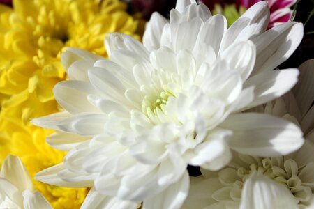 Beautiful cheerful flowers