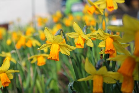 Green daffodil flower photo
