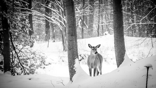 Forest hunting winter photo