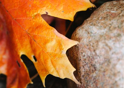 Maple leaf fall photo