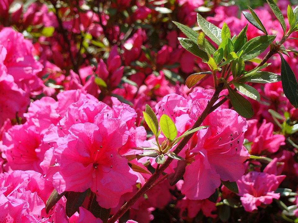 Flower branch spring