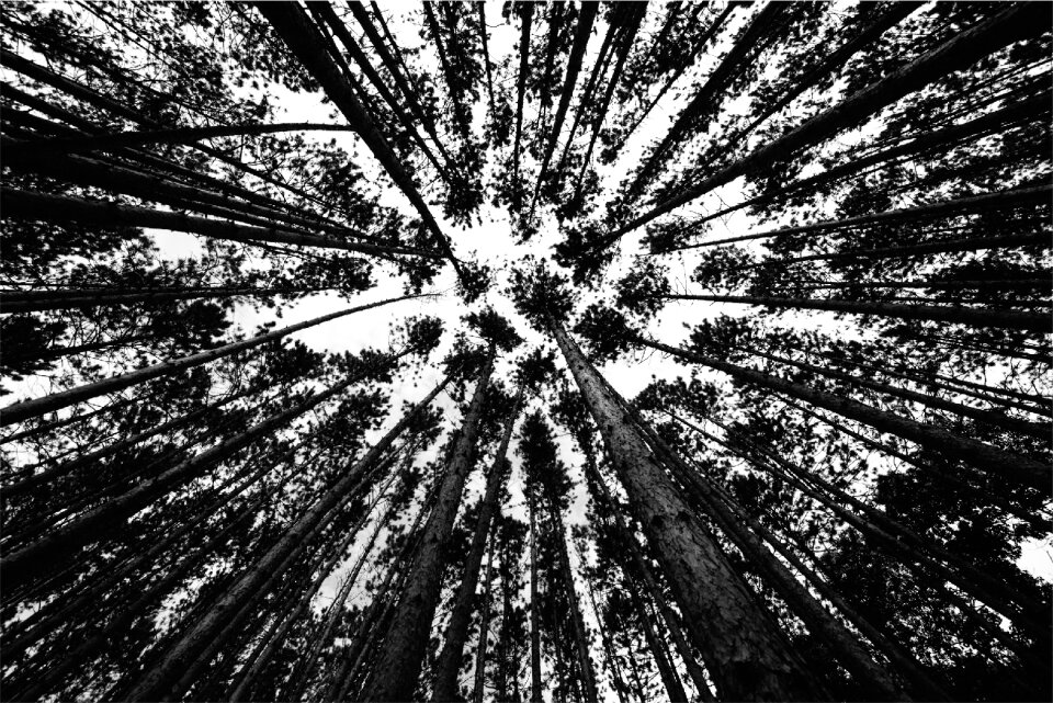Woods black and white