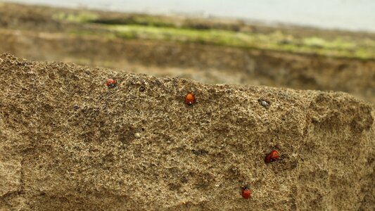 Landscape beetle nature