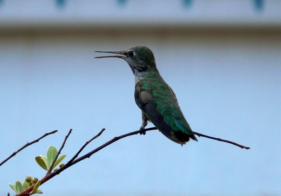 Beak branch