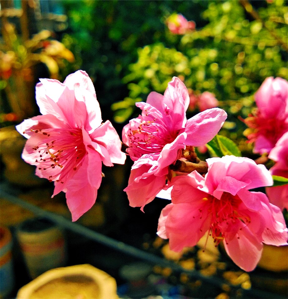 Pots garden