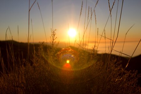 Sunlight plants photo